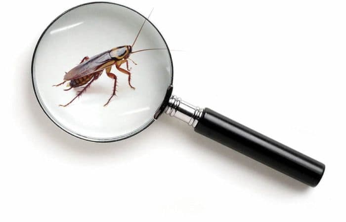 Normativa Disinfestazione e Derattizzazione