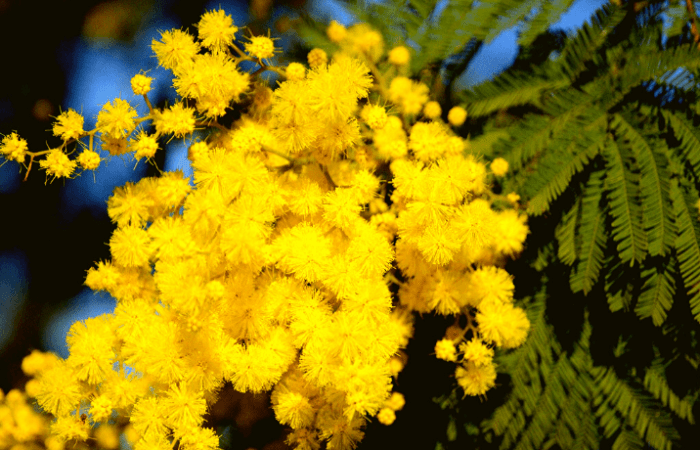 Pianta di mimosa: come prendercene cura?