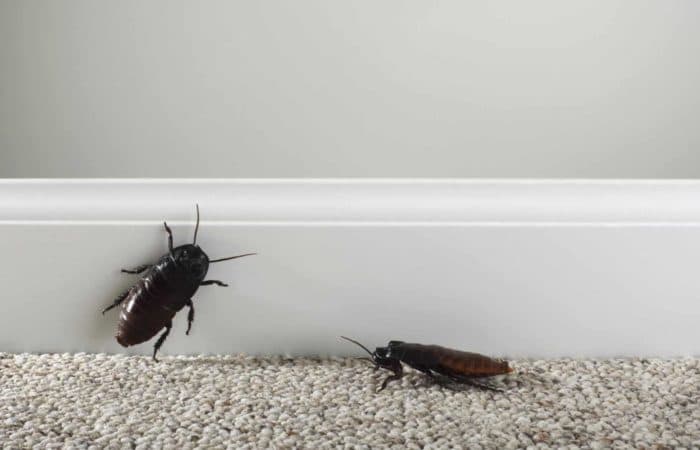 Perché ci Sono gli Scarafaggi in Casa?