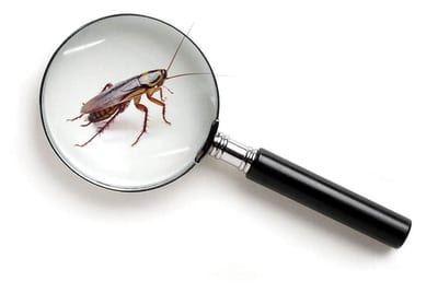 Normativa Disinfestazione e Derattizzazione