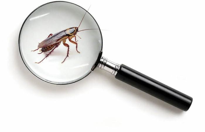 Normativa Disinfestazione e Derattizzazione