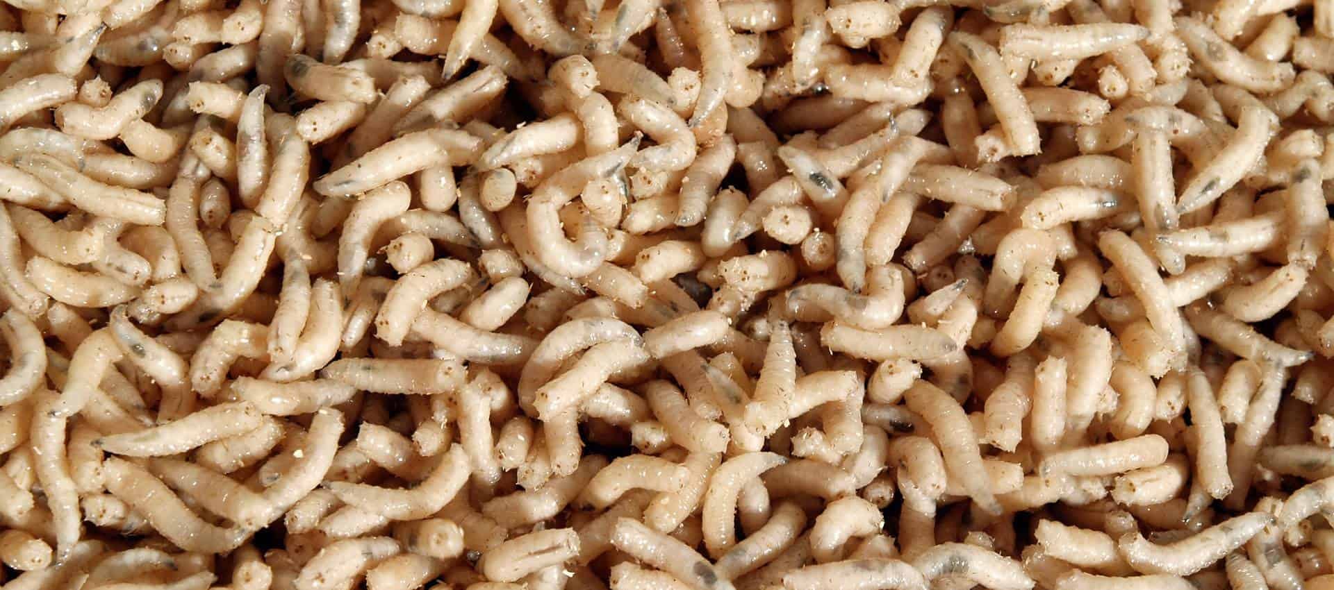 Come Eliminare Larve di Mosca Carnaria?