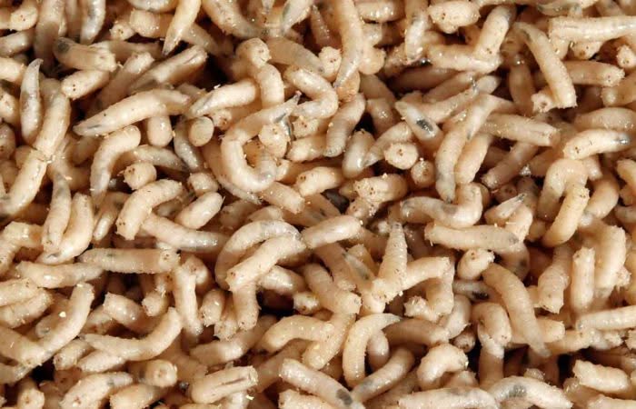 Come Eliminare Larve di Mosca Carnaria?