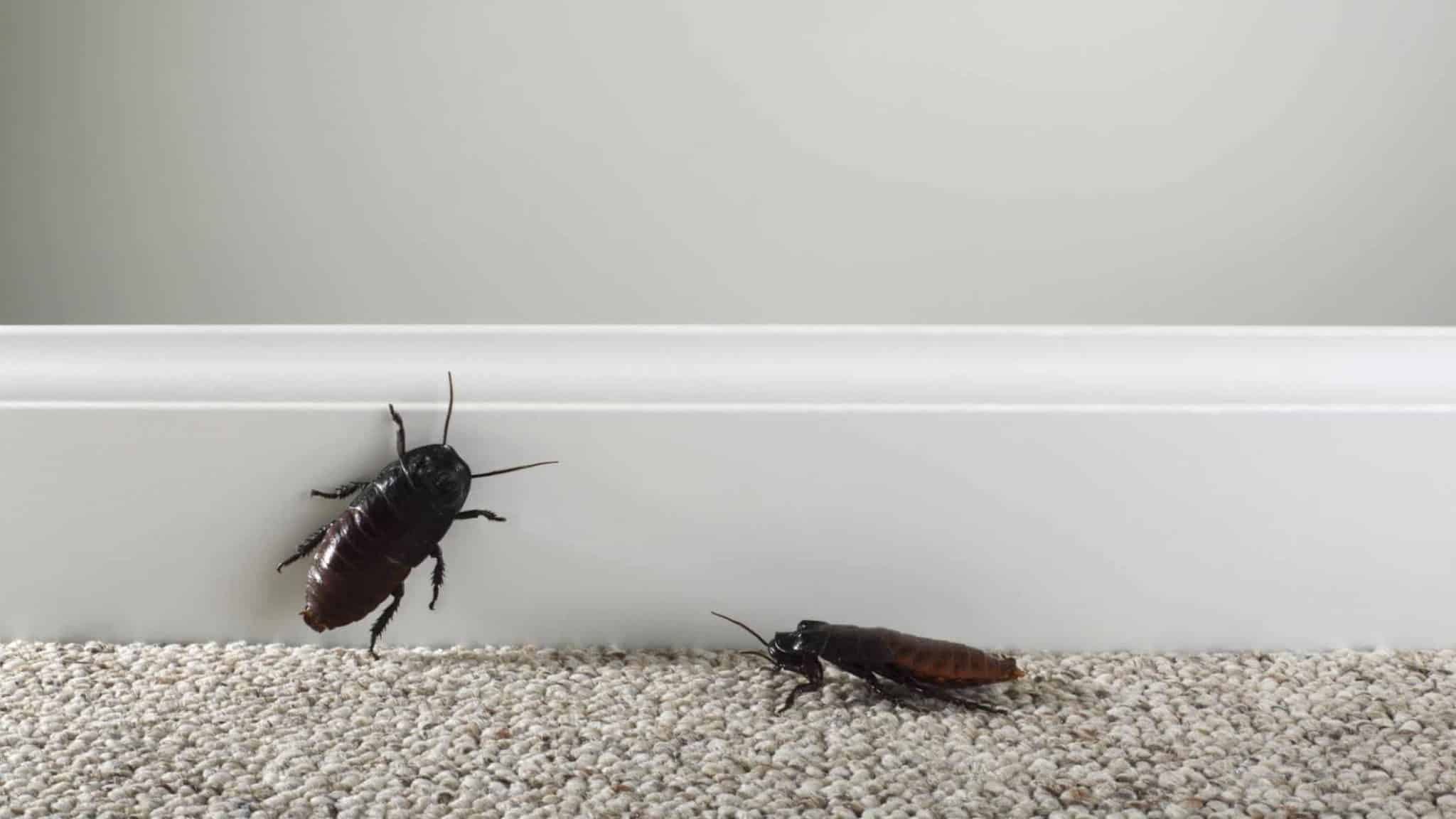 Perché ci Sono gli Scarafaggi in Casa?