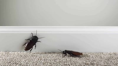Perché ci Sono gli Scarafaggi in Casa?