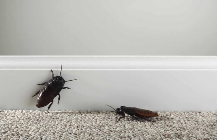 Perché ci Sono gli Scarafaggi in Casa?