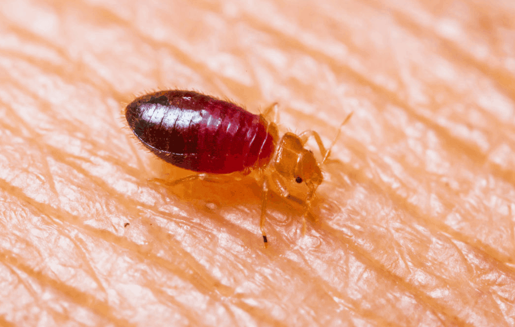 cimice del letto