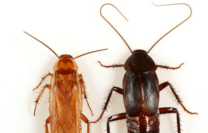Blatte in Inverno: Il Freddo Uccide gli Scarafaggi?