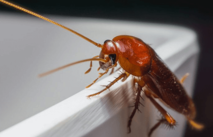 Perché le Blatte si Nascondono in Casa?