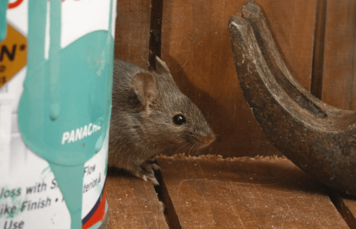 Come Impedire ai Topi di Passare Sotto le Porte