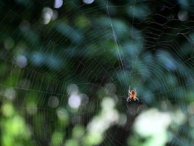 Come la Deragnatura Può Migliorare la Qualità dell’Aria in Casa Tua