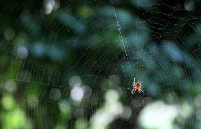 Come la Deragnatura Può Migliorare la Qualità dell’Aria in Casa Tua